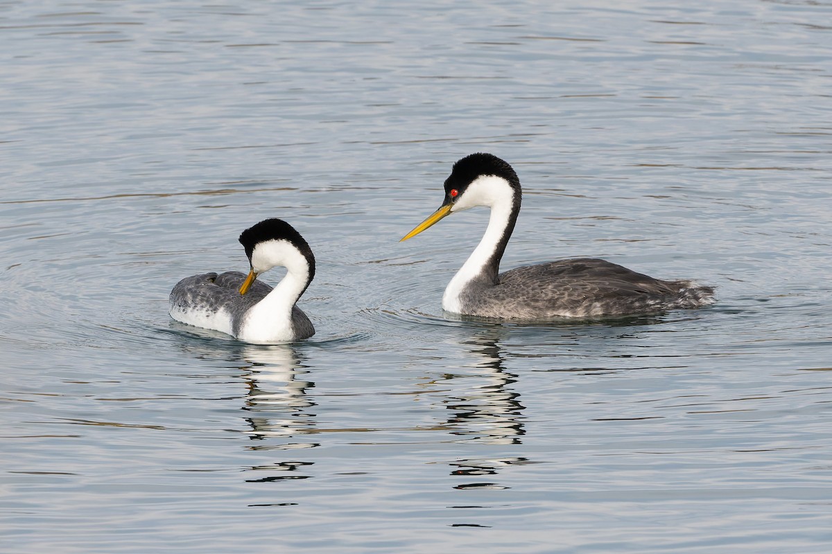 Western Grebe - ML632653098