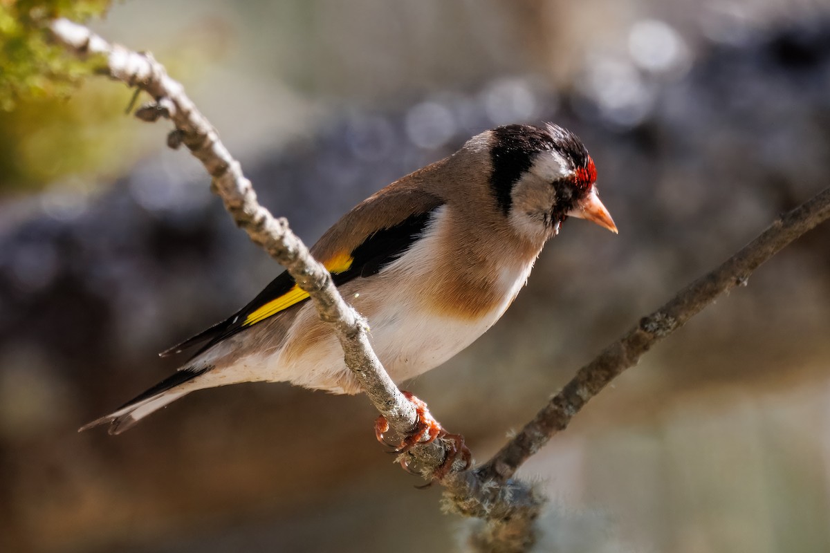 Chardonneret élégant - ML632653196