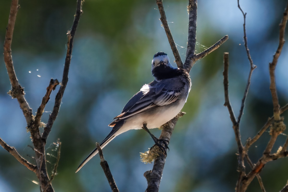 Bergeronnette grise - ML632653207