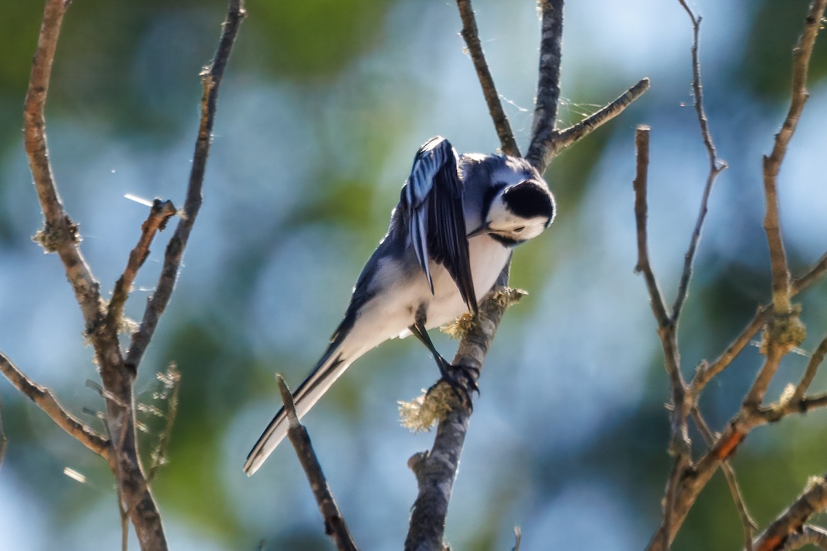 Bergeronnette grise - ML632653208