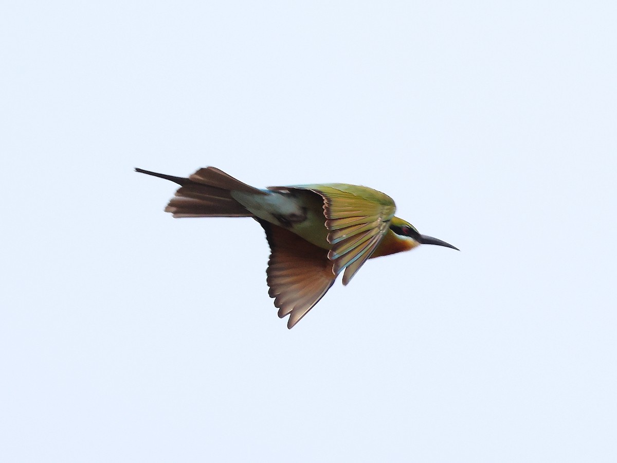 Blue-tailed Bee-eater - ML632653217