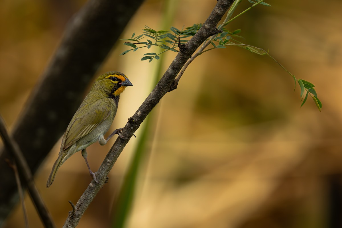 Yellow-faced Grassquit - ML632653222