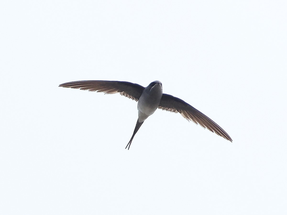 Crested Treeswift - ML632653229