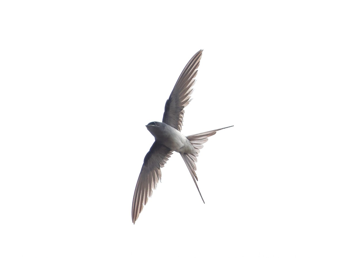Crested Treeswift - ML632653230