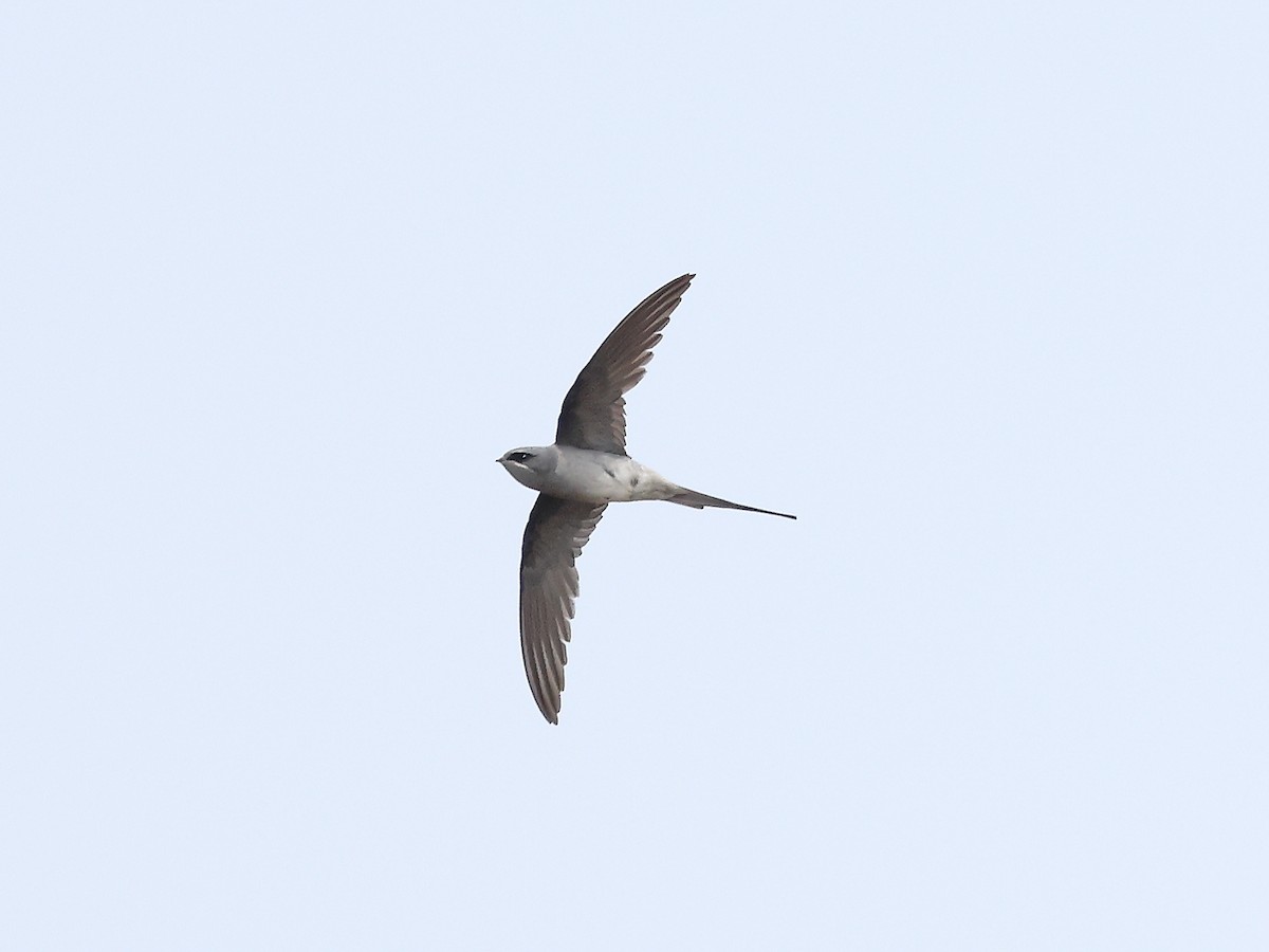Crested Treeswift - ML632653231