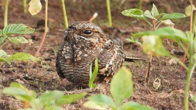 Square-tailed Nightjar - ML632653232