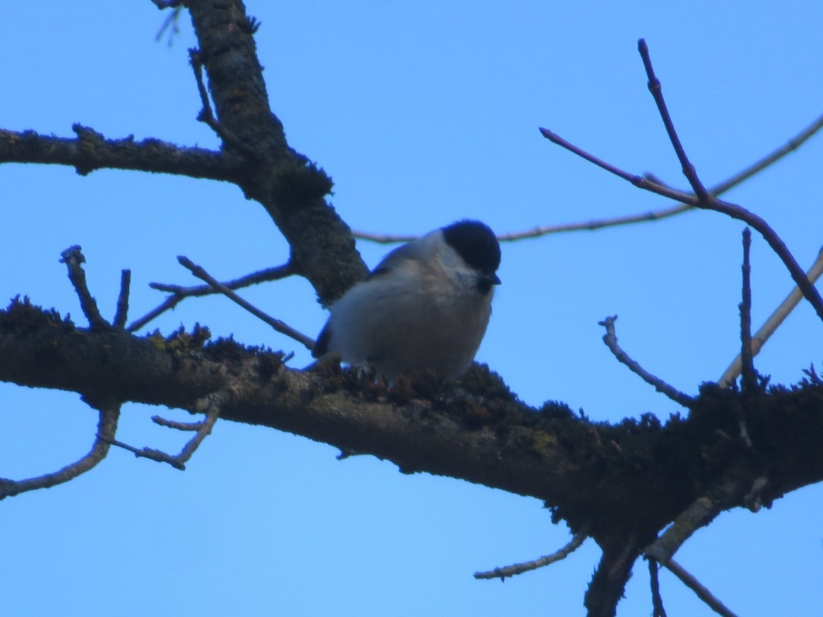 Marsh/Willow Tit - ML632653325