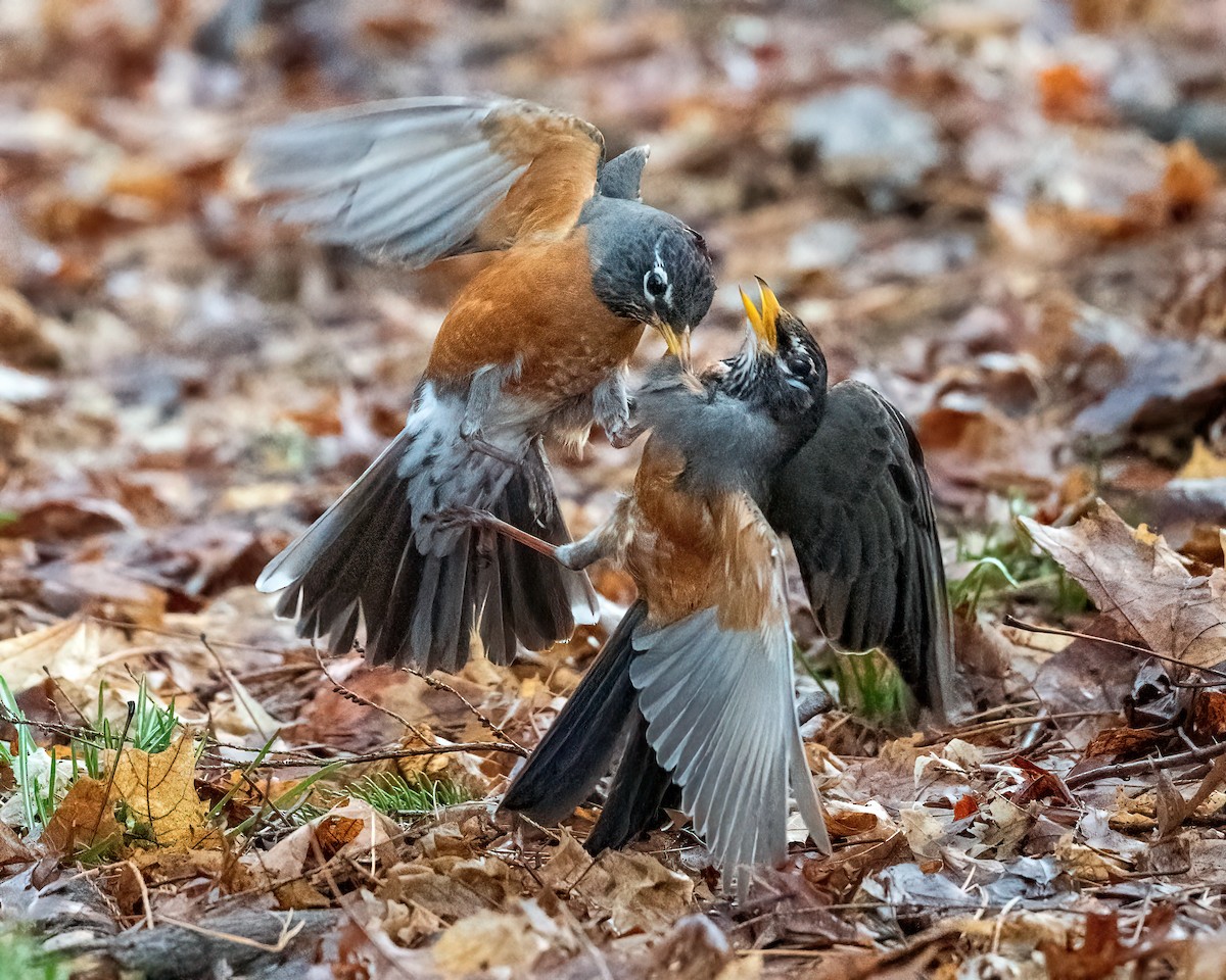 American Robin - ML632653439