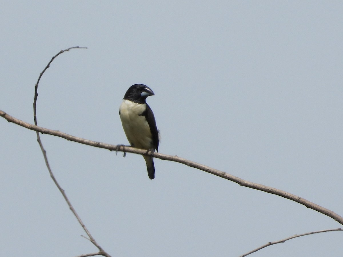 Magpie Mannikin - ML632653451