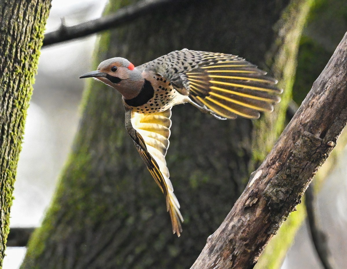 Northern Flicker - ML632653453
