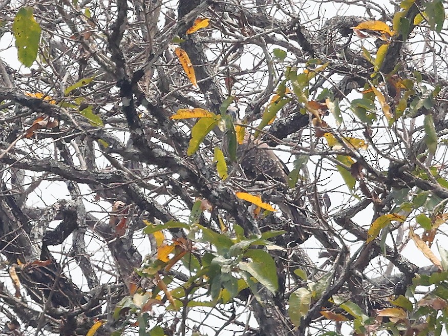 Gray-headed Fish-Eagle - ML632653469