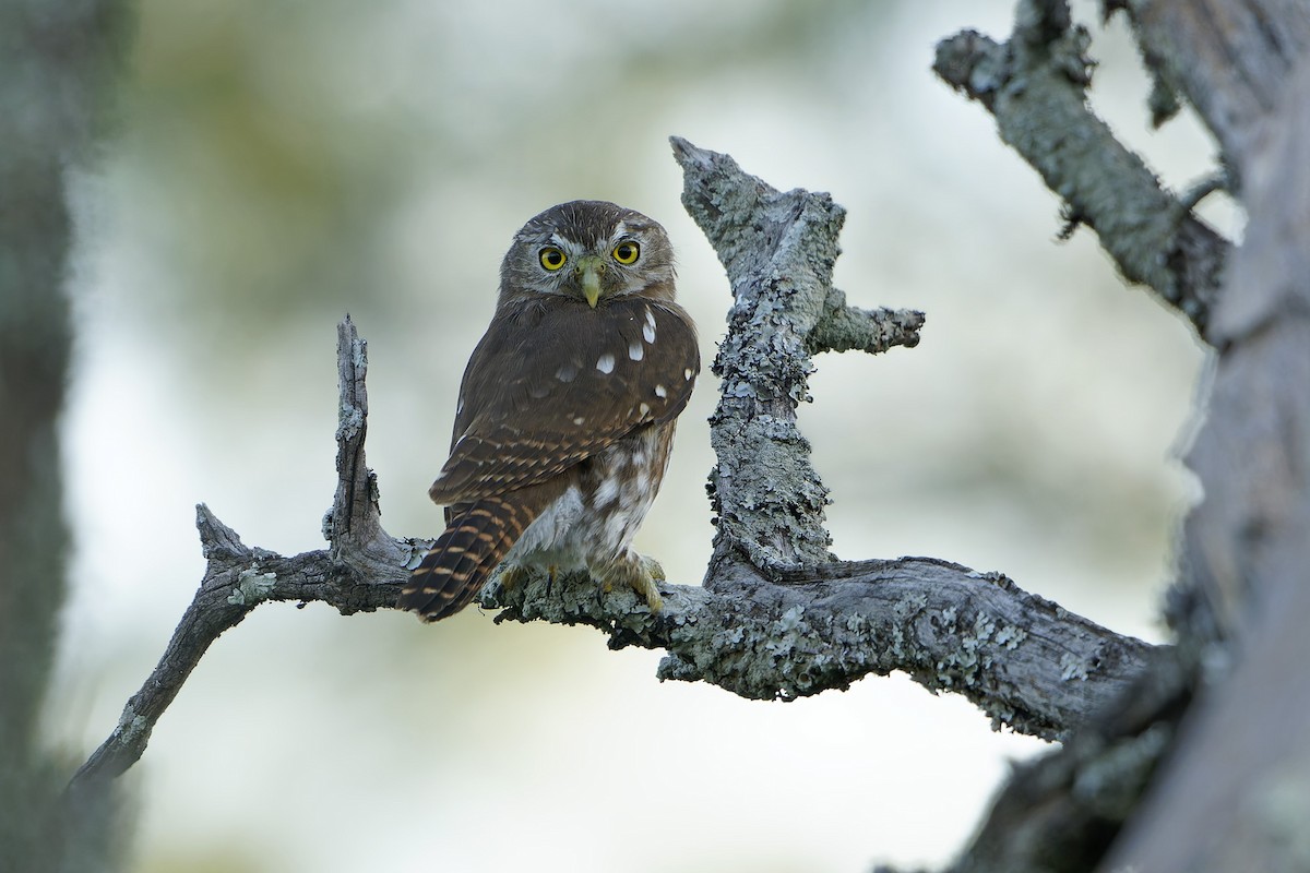 Ferruginous Pygmy-Owl - ML632653524