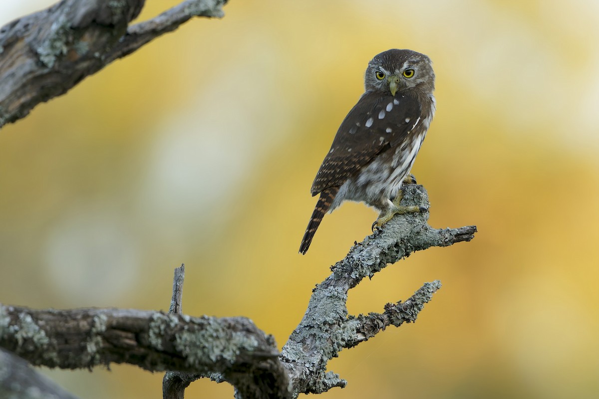 Ferruginous Pygmy-Owl - ML632653537