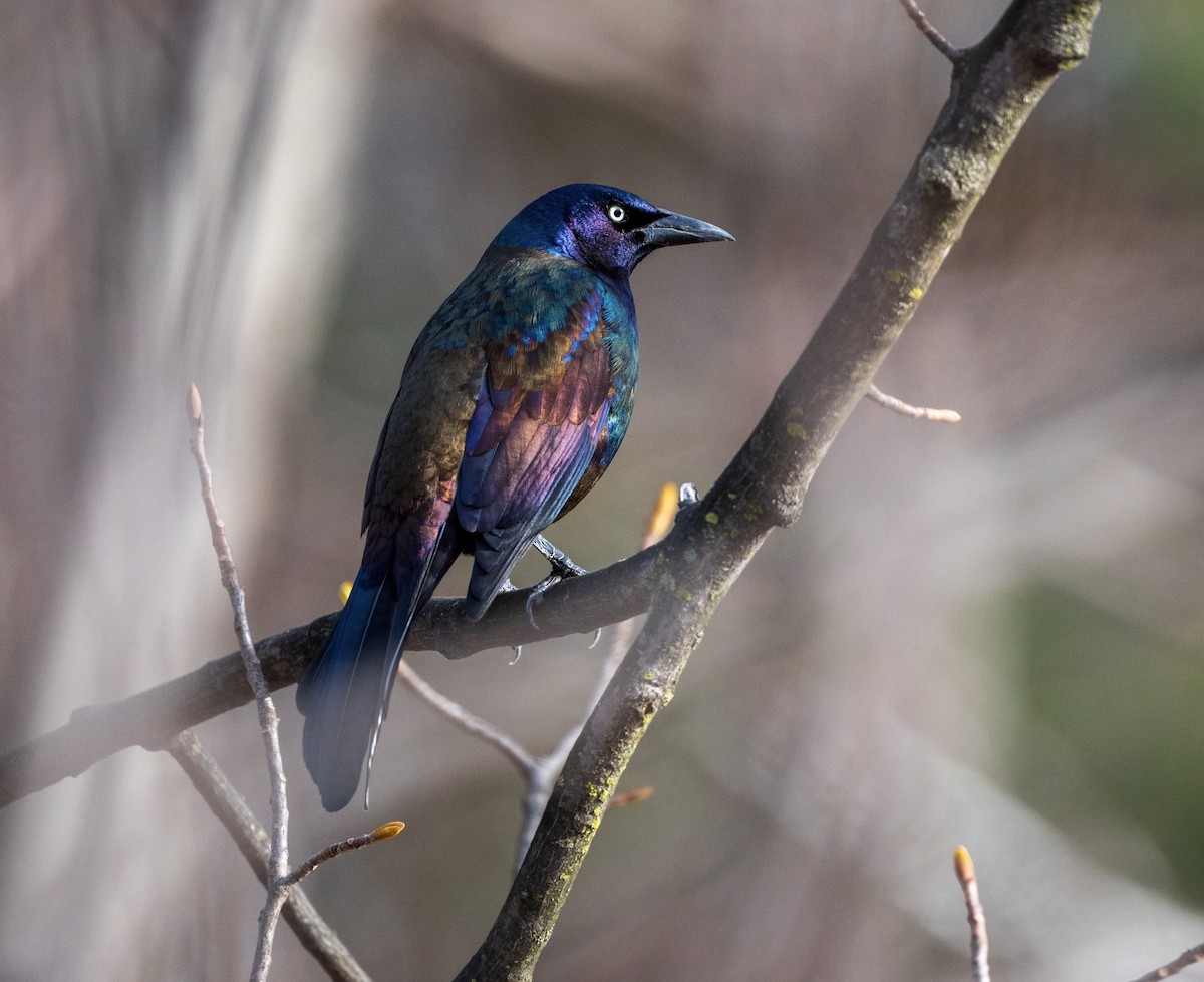 Common Grackle - ML632653565