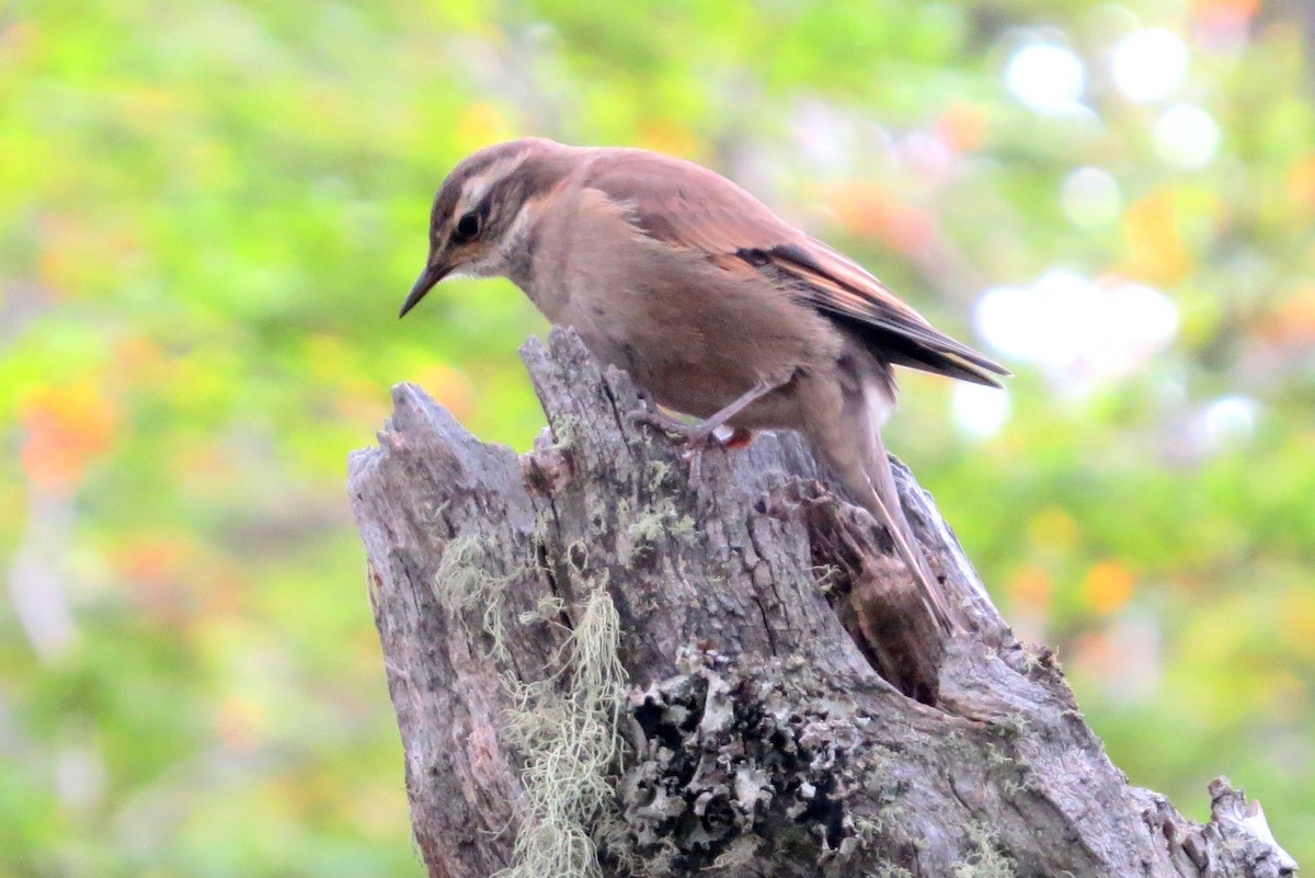 Buff-winged Cinclodes - ML632653612