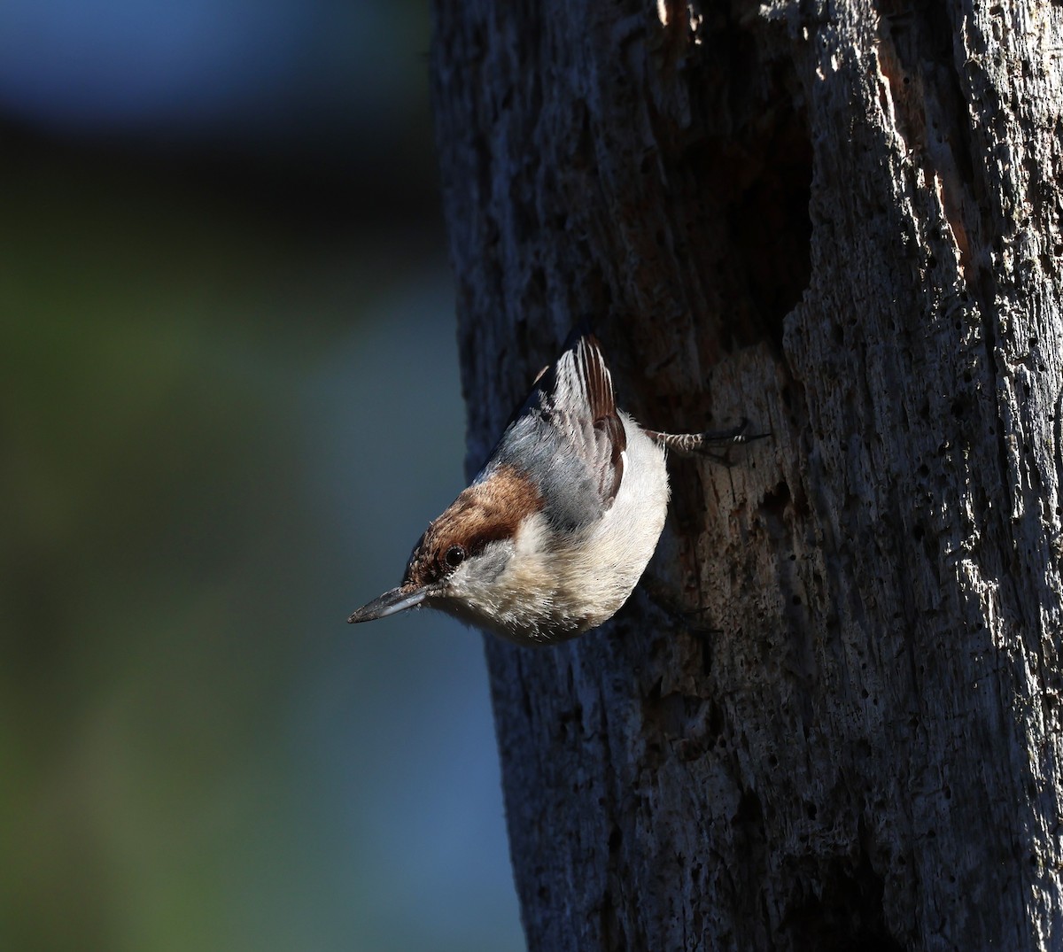 Brown-headed Nuthatch - ML632653686