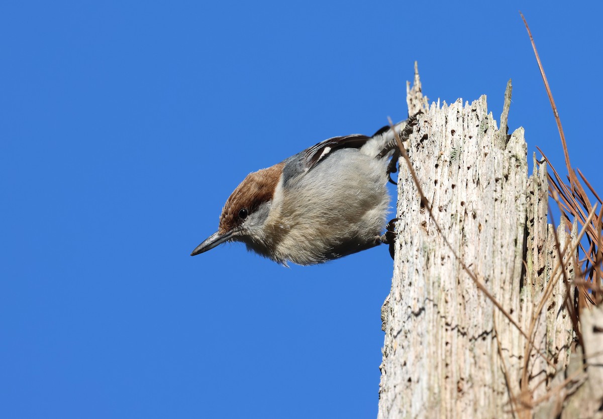 Brown-headed Nuthatch - ML632653688