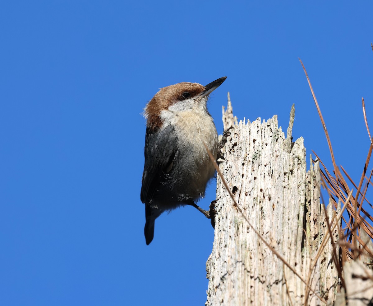 Brown-headed Nuthatch - ML632653698