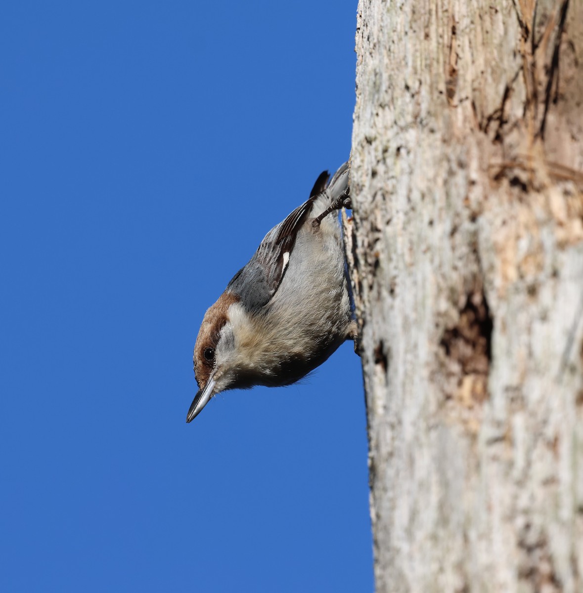 Brown-headed Nuthatch - ML632653710