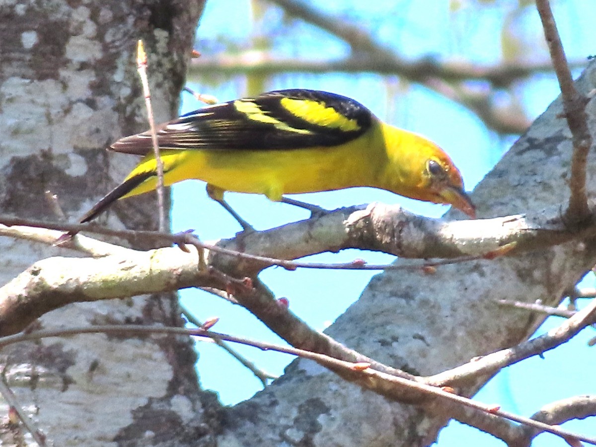 Western Tanager - ML632653813