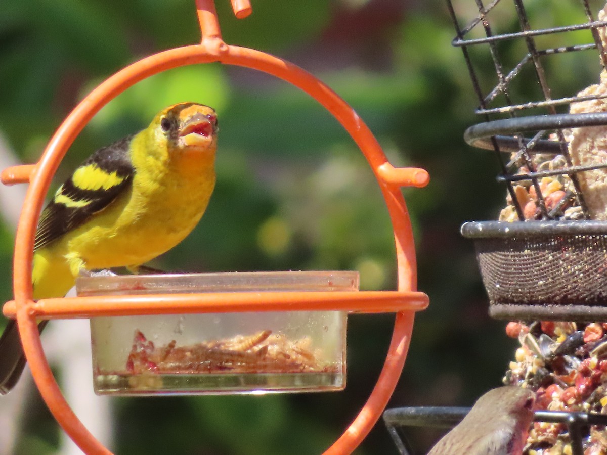 Western Tanager - ML632653814