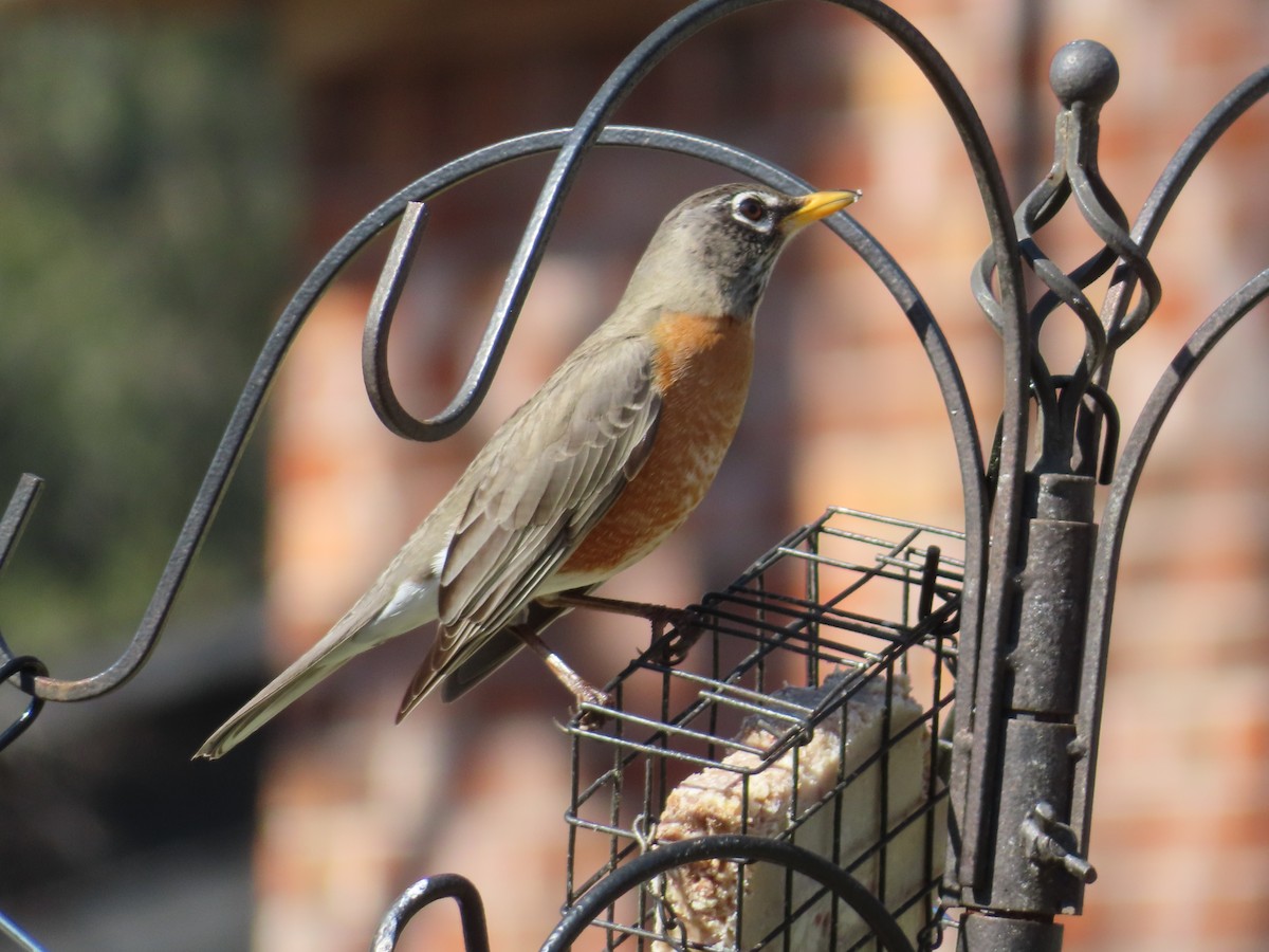American Robin - ML632653848