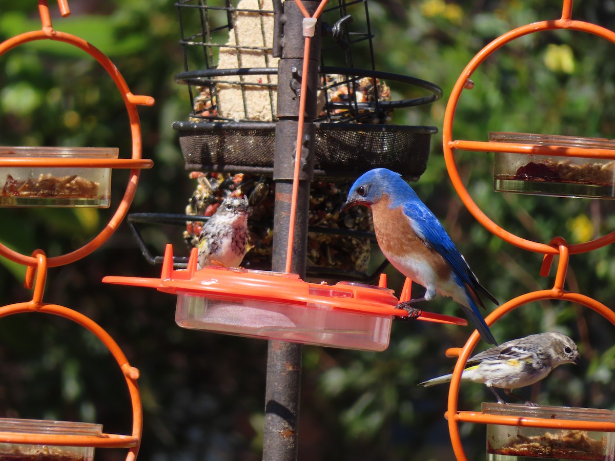 Eastern Bluebird - ML632653849