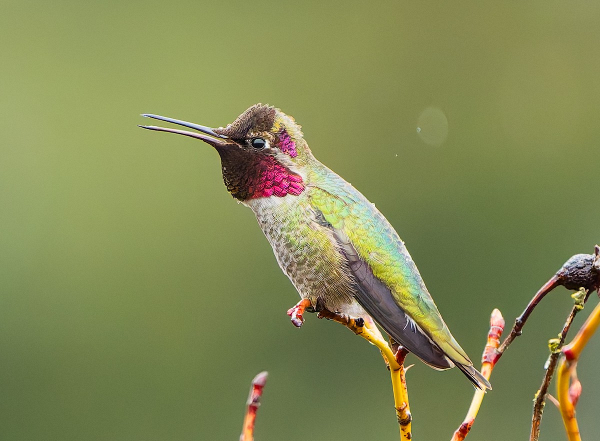 Anna's Hummingbird - ML632653855