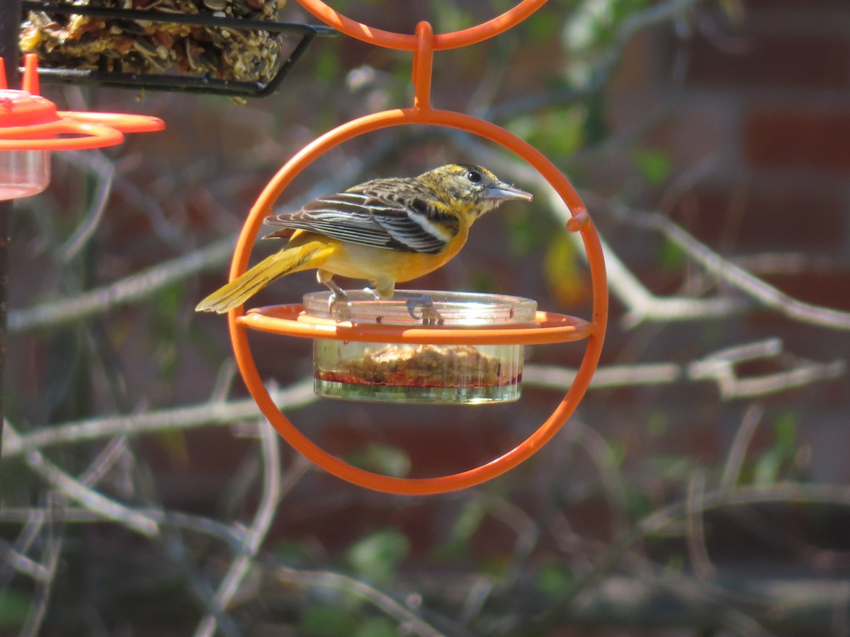 Baltimore Oriole - ML632653860