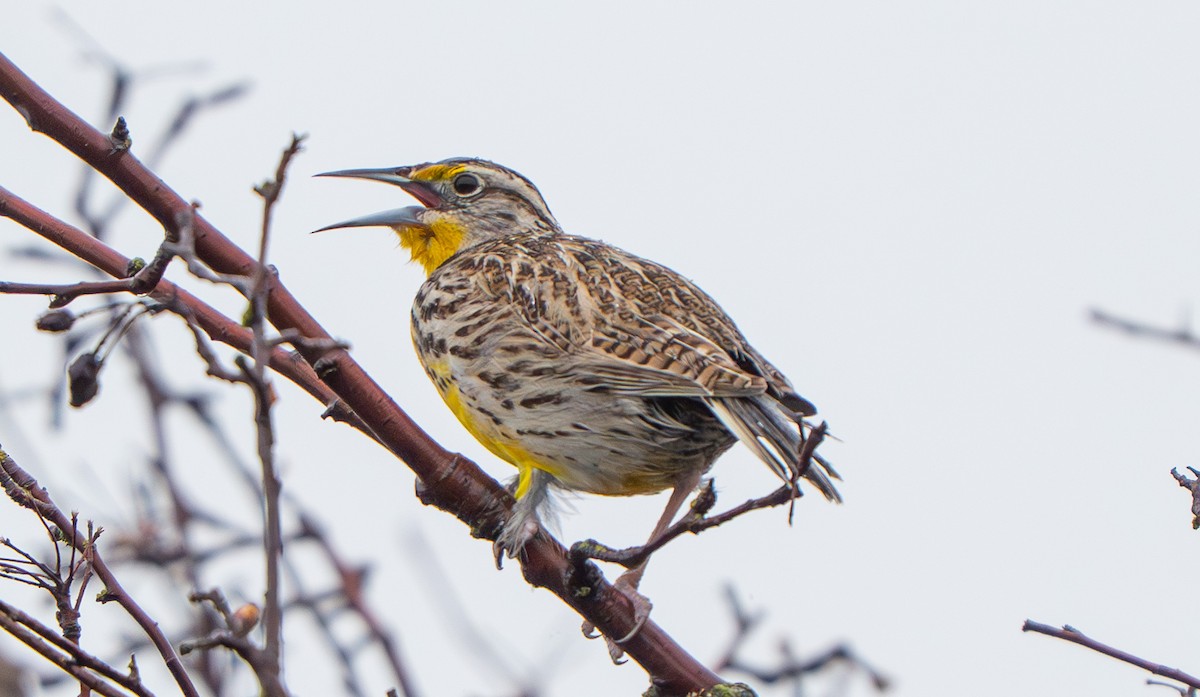 Western Meadowlark - ML632653866