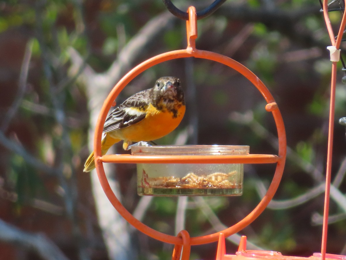 Baltimore Oriole - ML632653867