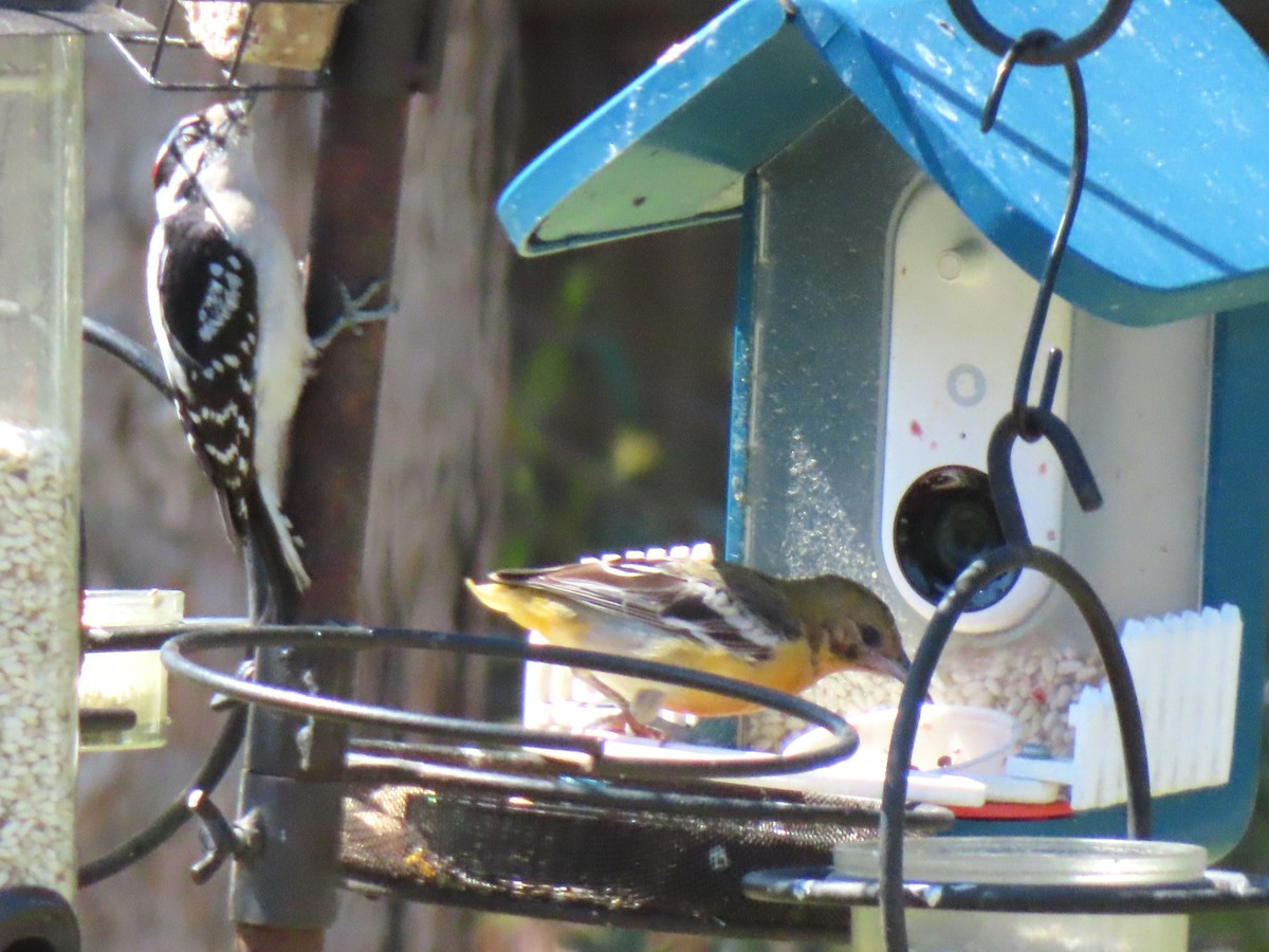 Baltimore Oriole - ML632653868