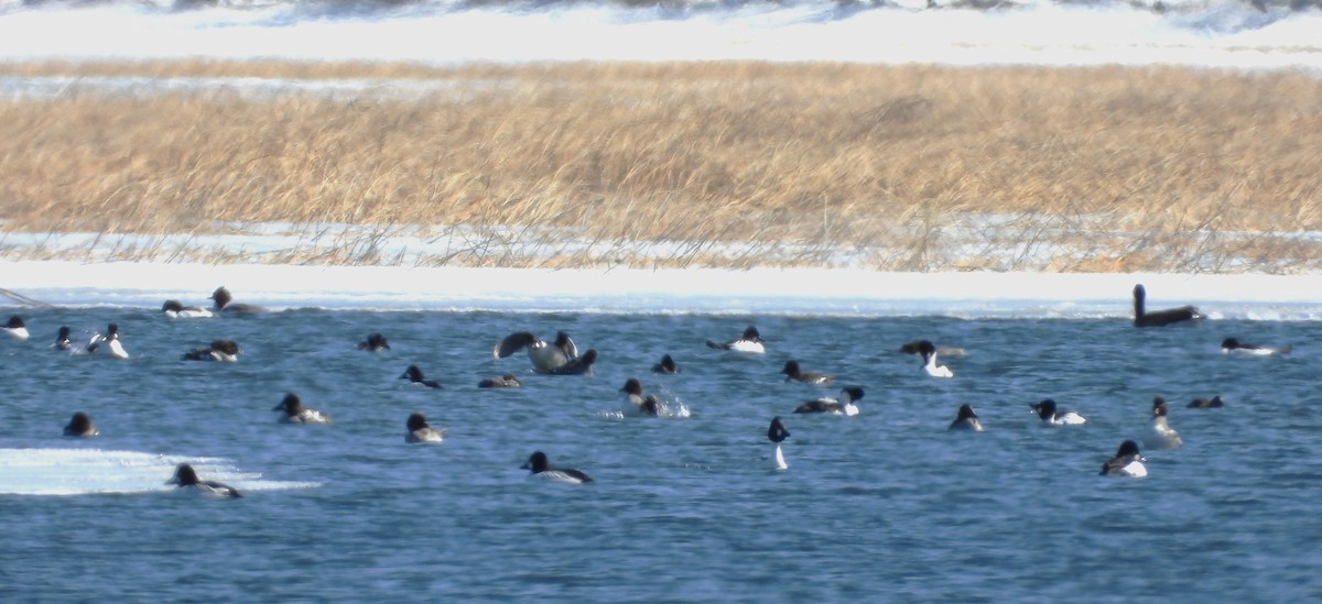 Common Goldeneye - ML632653901