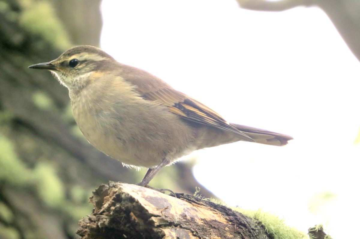 Buff-winged Cinclodes - ML632653971