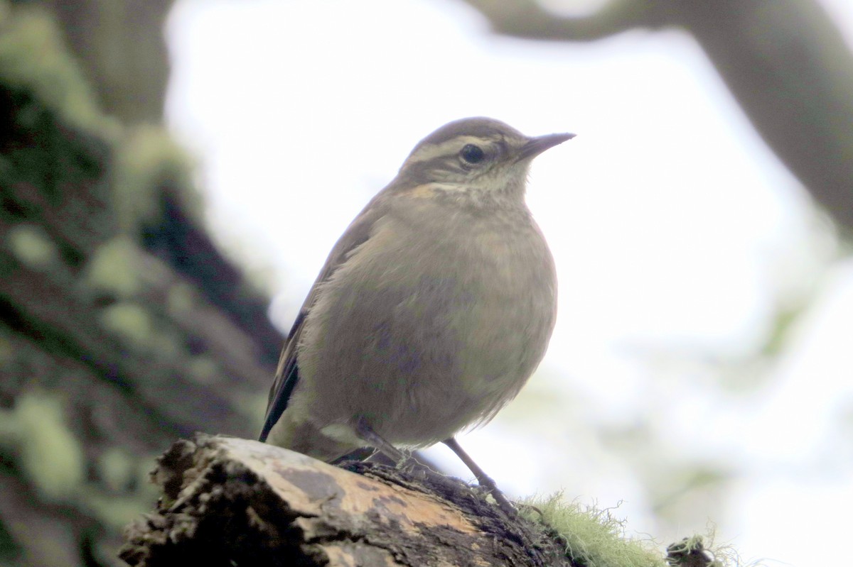 Buff-winged Cinclodes - ML632653972