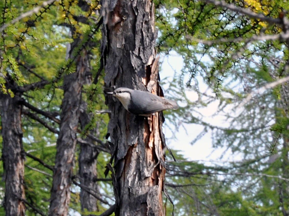 Siberian Nuthatch - ML632654026