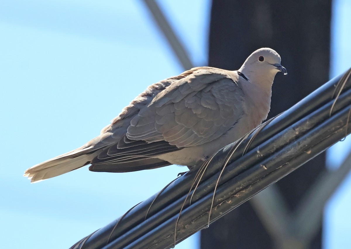 Eurasian Collared-Dove - ML632654051