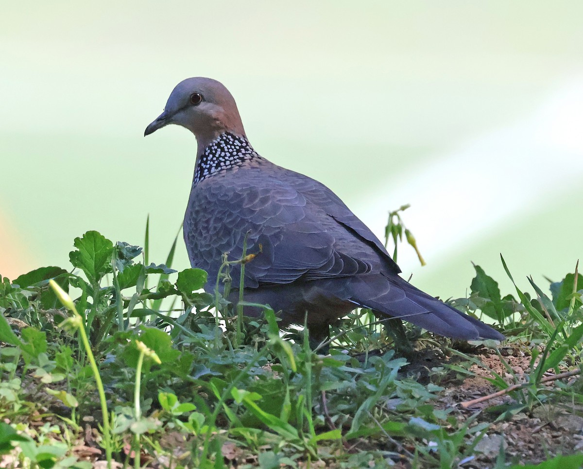 Spotted Dove - ML632654060