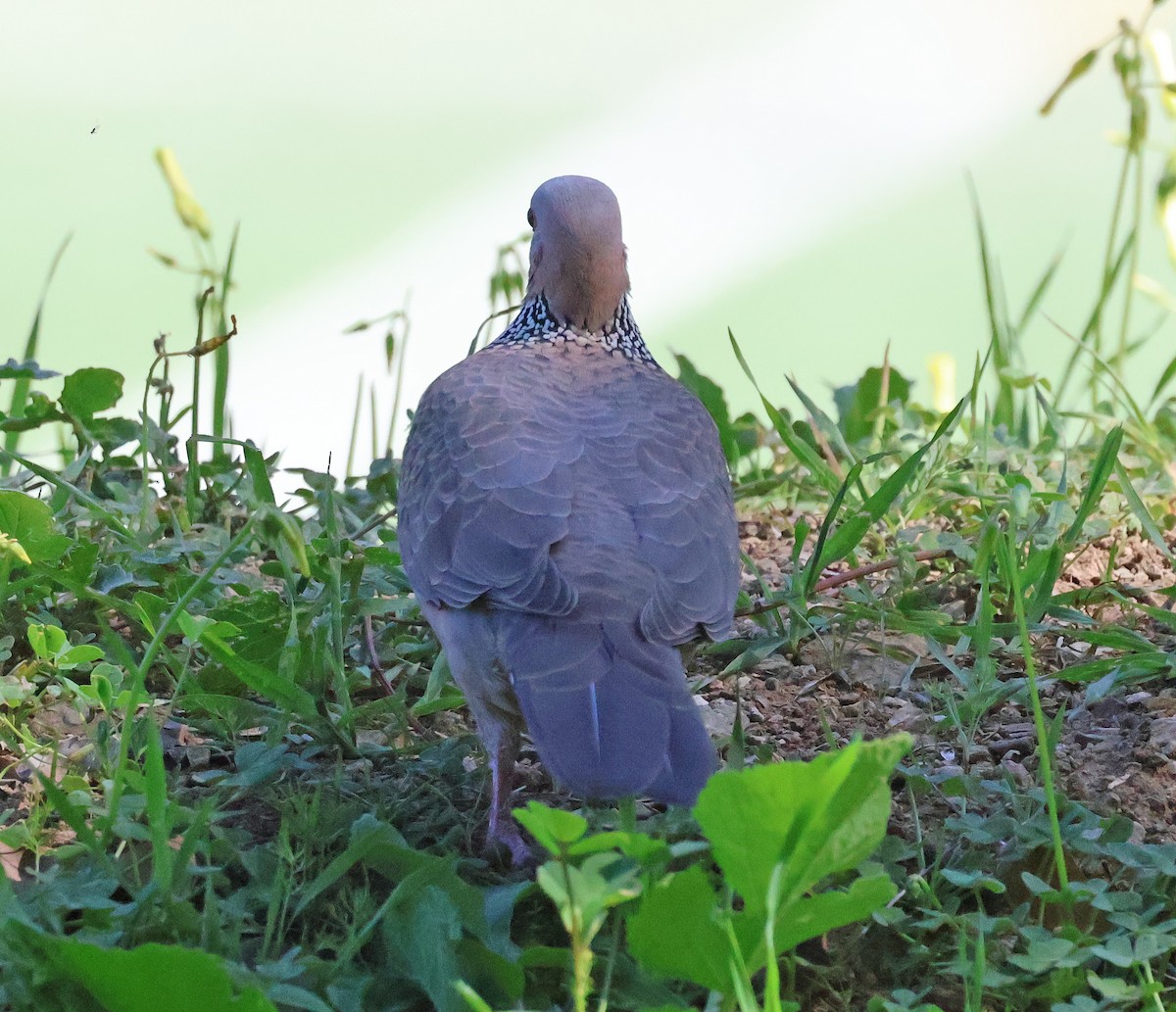 Spotted Dove - ML632654061