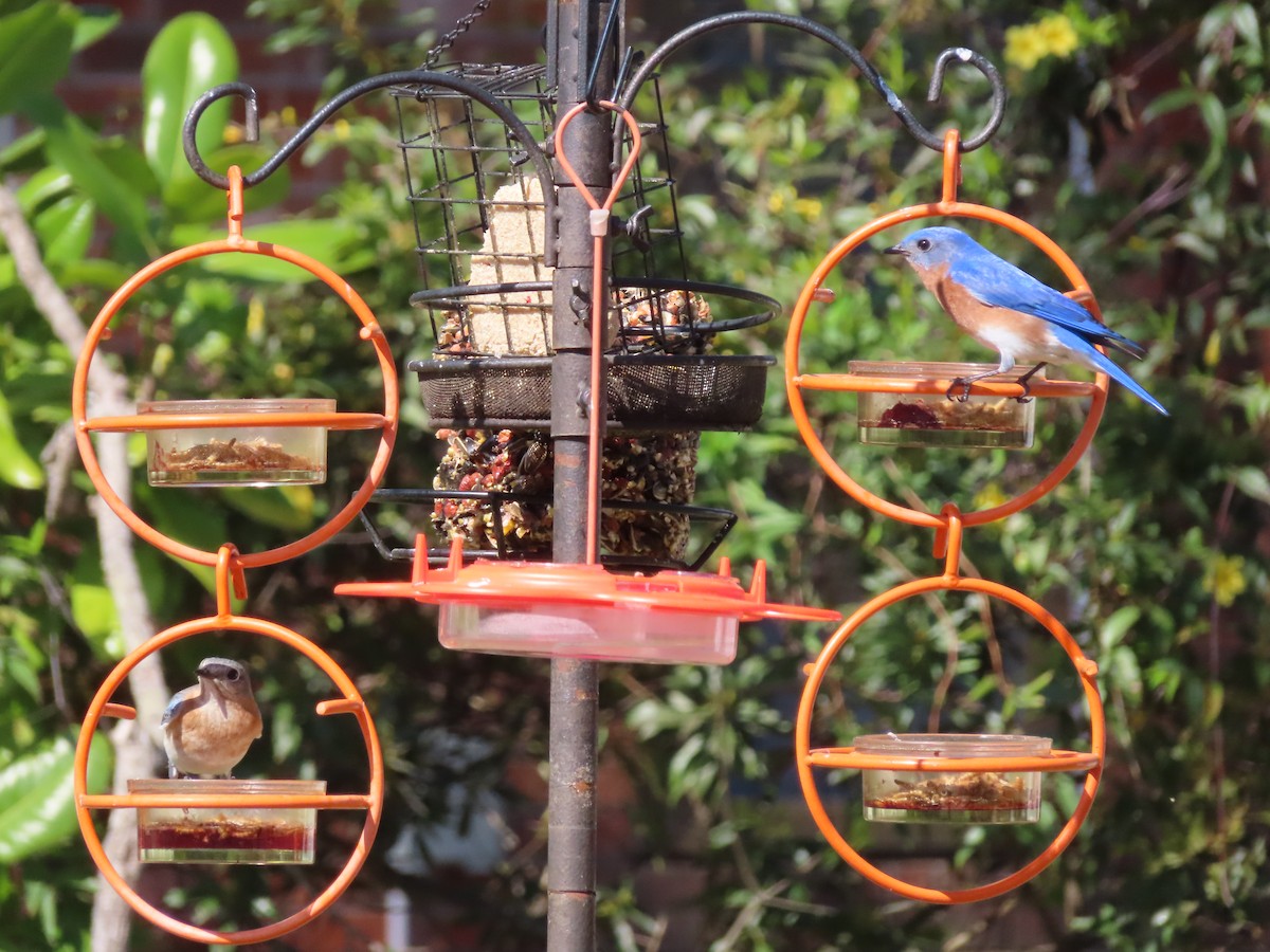 Eastern Bluebird - ML632654137