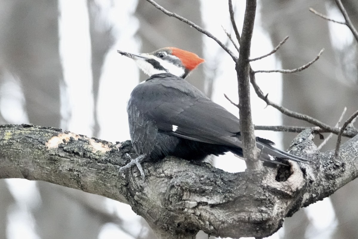 Pileated Woodpecker - ML632654422