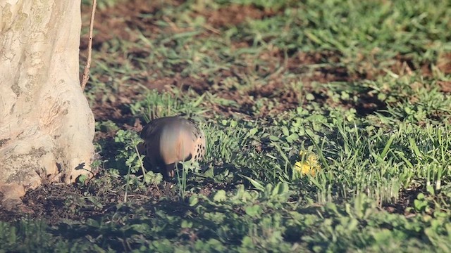 Northern Flicker - ML632654434