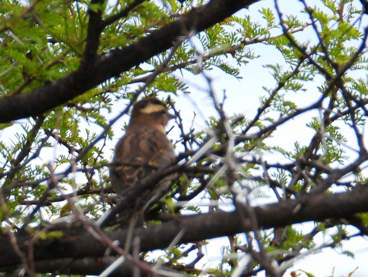 Yellow-throated Bush Sparrow - ML632654435