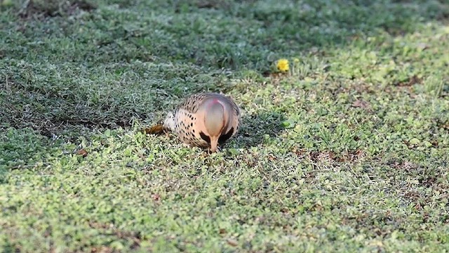 Northern Flicker - ML632654437