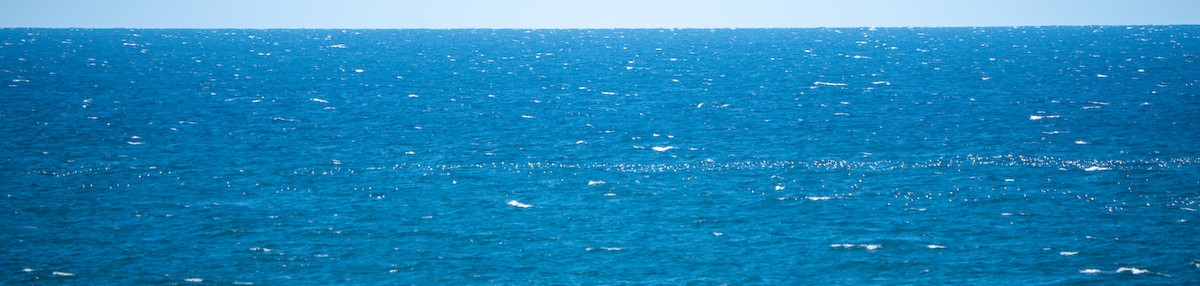 Мөнгөлөг шунгаахай - ML632654459