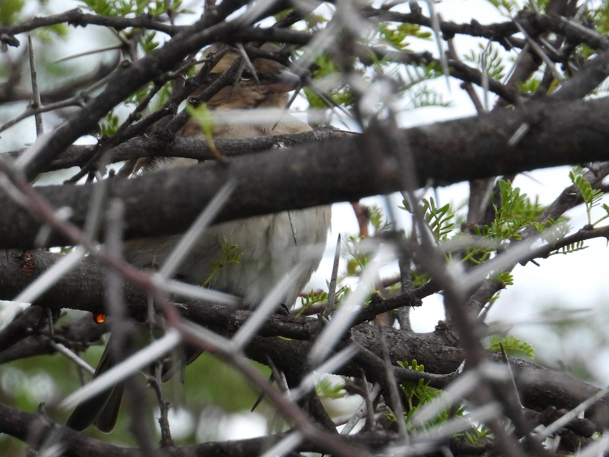 Yellow-throated Bush Sparrow - ML632654497