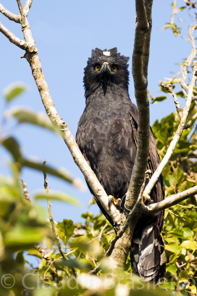 Black Hawk-Eagle - Claudia Brasileiro