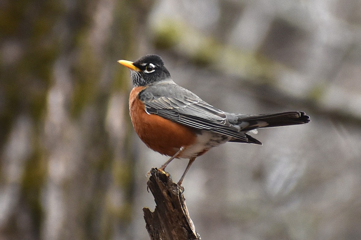 American Robin - ML632654530