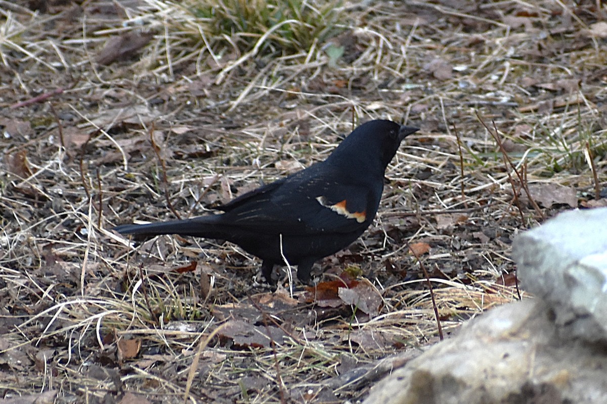 Red-winged Blackbird (Red-winged) - ML632654539