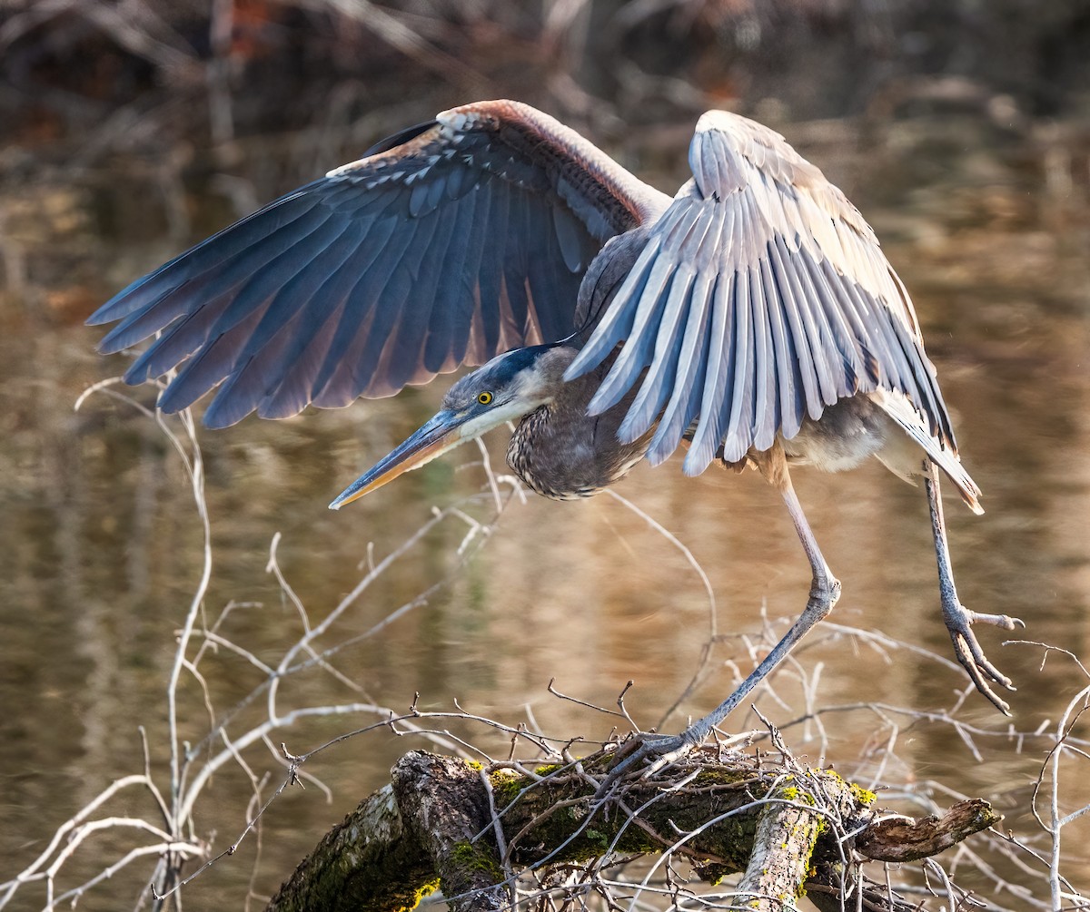 Great Blue Heron - ML632654566